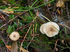 Pseudoclitocybe