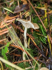 Pseudoclitocybe