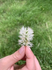 Melaleuca armillaris