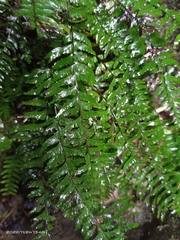 Hymenasplenium unilaterale