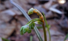Puccinia mariae-wilsoniae
