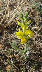 Thermopsis mongolica