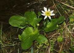 Caltha chionophila