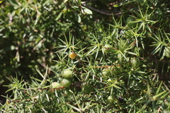 Persoonia juniperina