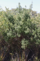 Persoonia juniperina