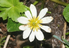 Caltha chionophila
