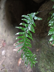 Hymenasplenium unilaterale