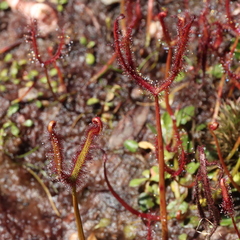 Drosera binata