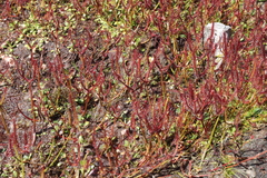 Drosera binata