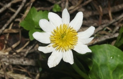 Caltha chionophila