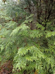 Chamaecyparis formosensis