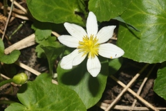 Caltha chionophila