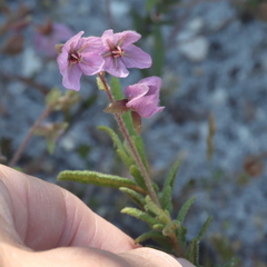 Thomasia petalocalyx