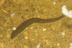 Haemopis marmorata