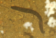 Haemopis marmorata