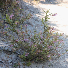 Thomasia petalocalyx