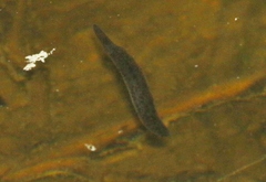 Haemopis marmorata