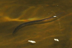 Haemopis marmorata