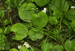 Viola macloskeyi