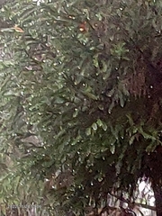 Cryptomeria japonica