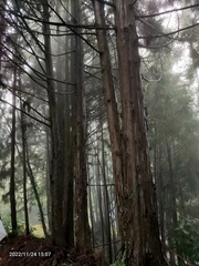 Cryptomeria japonica