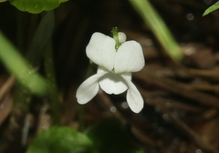 Viola macloskeyi