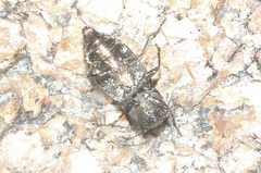 Phaenops
