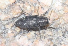 Phaenops