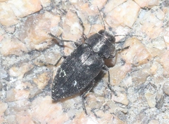 Phaenops