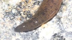 Haemopis marmorata