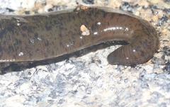 Haemopis marmorata