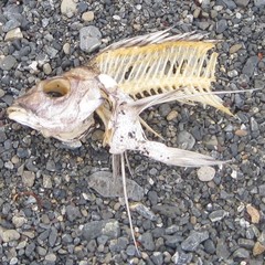 Nemadactylus macropterus