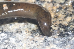 Haemopis marmorata