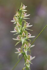 Prasophyllum pyriforme