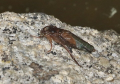 Nemotaulius hostilis