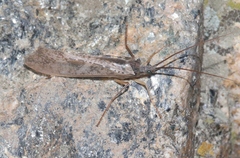 Nemotaulius hostilis