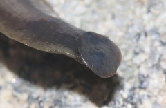 Haemopis marmorata