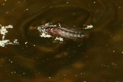 Nemotaulius hostilis