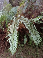 Diplopterygium glaucum