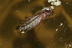 Nemotaulius hostilis