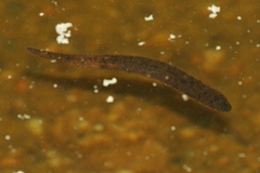 Haemopis marmorata
