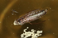 Nemotaulius hostilis