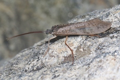 Nemotaulius hostilis