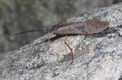 Nemotaulius hostilis
