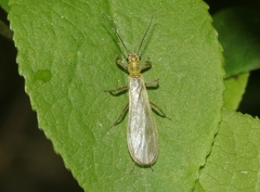 Chloroperlidae