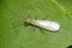 Chloroperlidae