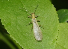 Chloroperlidae