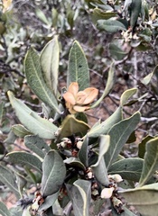Euclea tomentosa