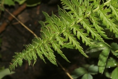 Pedicularis procera