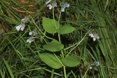 Mertensia